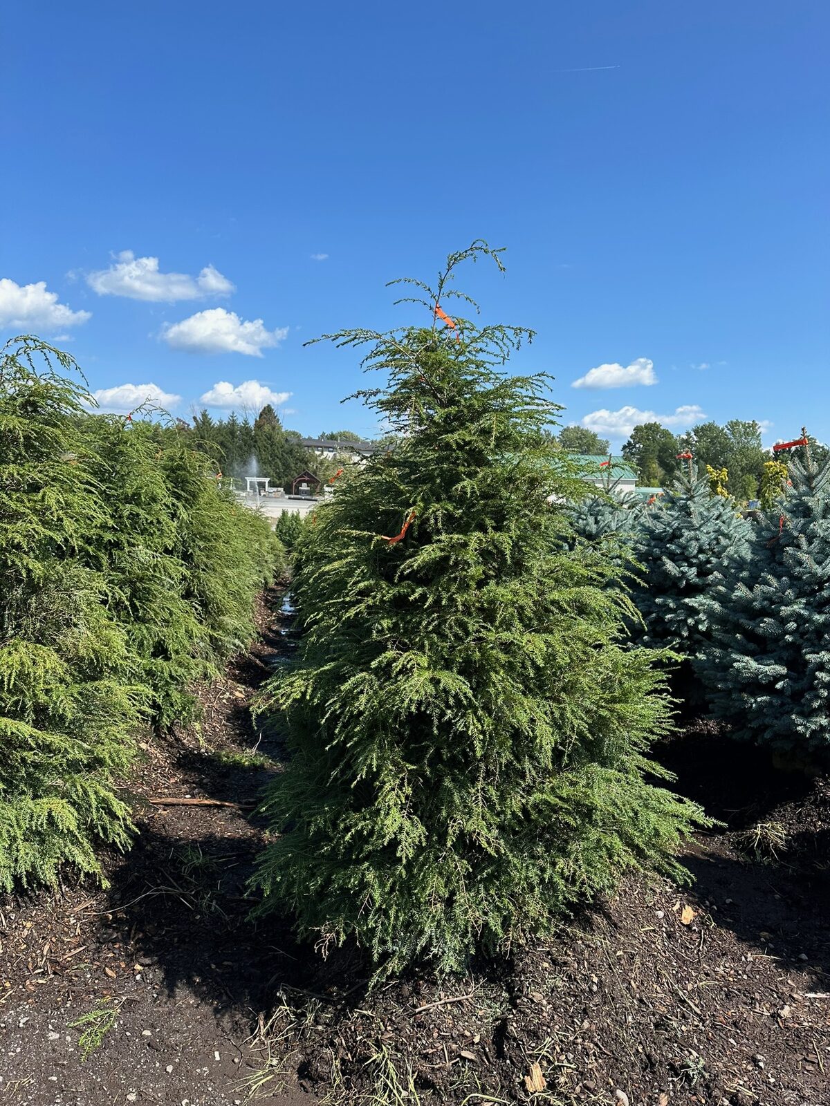 Large specimen spruce at Troy's nursery